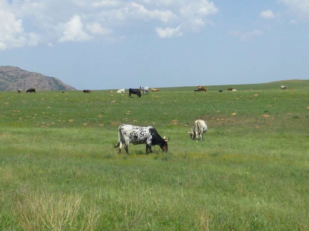 Longhorn Cattle, Wichita Mountains Wildlife Refuge