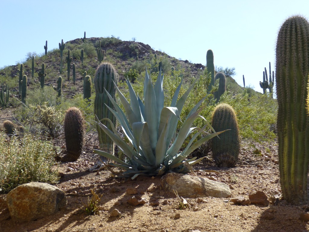 Desert Botanical Garden  Phoenix, Arizona